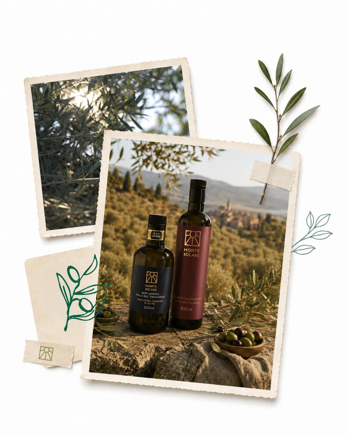 Composizione su carta: due bottiglie di olio extravergine d’oliva Monte Solare su una roccia affacciata sul vigneto, con Panicale sullo sfondo, accanto a una foto di ulivi in controluce