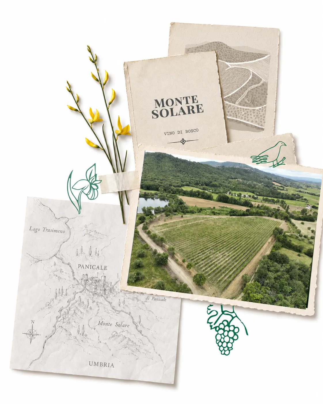 Composizione su carta: una mappa disegnata a mano di Panicale e del Lago Trasimeno, un ramo di ginestra in fiore, l’etichetta di Monte Solare e una veduta aerea del vigneto